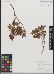 Foto von Salix waldsteiniana Willd.